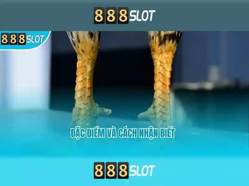 888slot là gì?